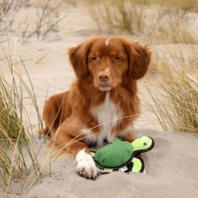 Tommy, a teknős (Beco játék) M