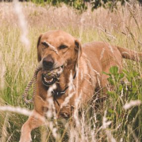 Beco kender labda kötélen M