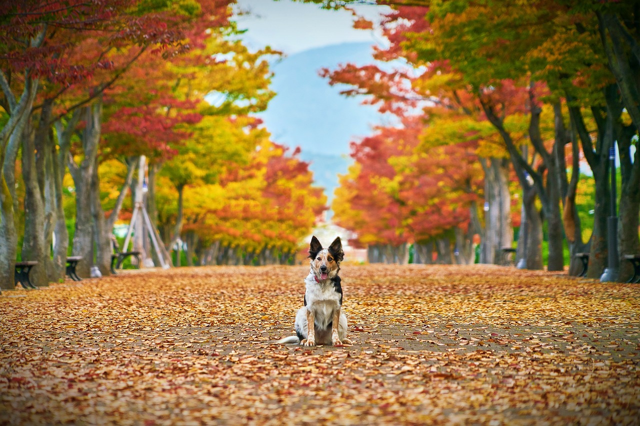 Kutyasétáltatás ősszel - mire figyeljünk?