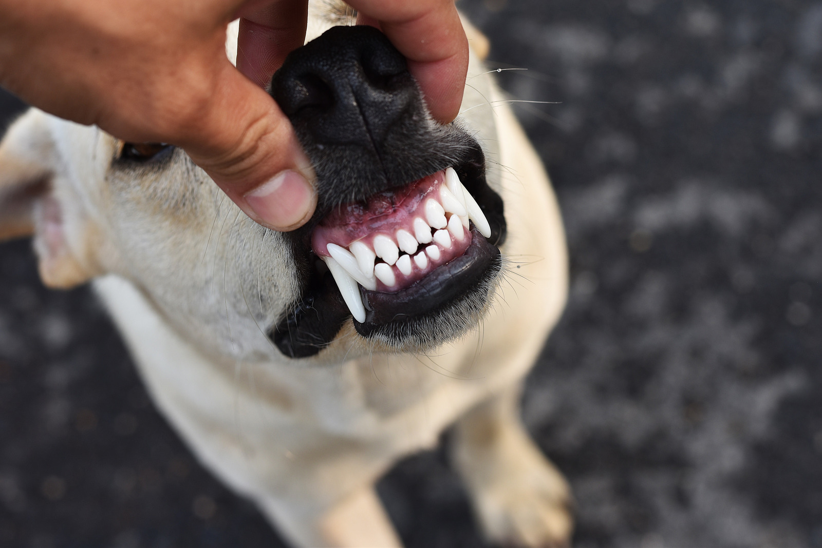 Természetes szájápolás kutyáknak